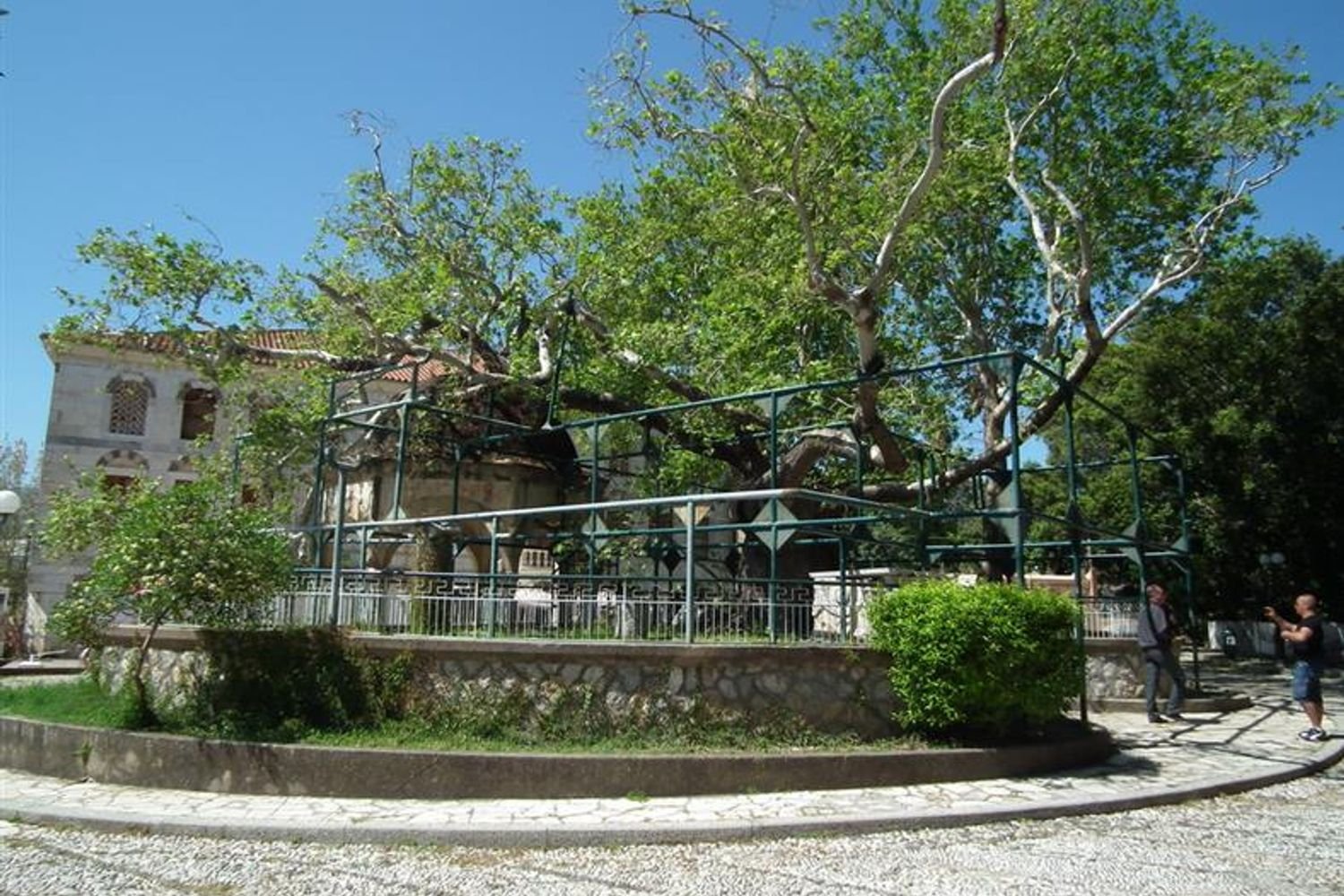 Tree of Hippocrates